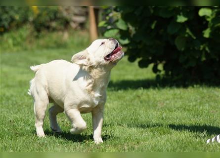 Französische Bulldogge Rüde (Fluffy / Langhaarig)