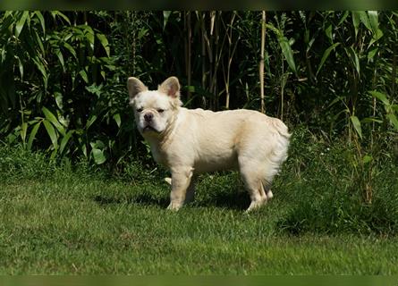 Französische Bulldogge Rüde (Fluffy / Langhaarig)