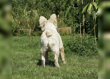 Französische Bulldogge Rüde (Fluffy / Langhaarig)