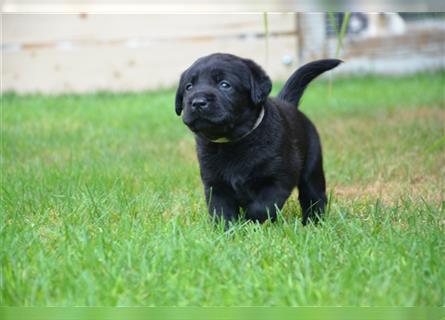 Reinrassige Labradorwelpen (Arbeitslinie)drei schwarze Mädels suchen ein schöne Zuhause