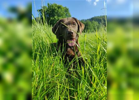 Reinrassige Labradorwelpen (Arbeitslinie)drei schwarze Mädels suchen ein schöne Zuhause