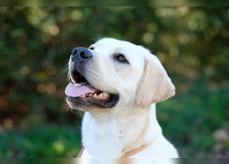 Reinrassige Labradorwelpen (Arbeitslinie)drei schwarze Mädels suchen ein schöne Zuhause