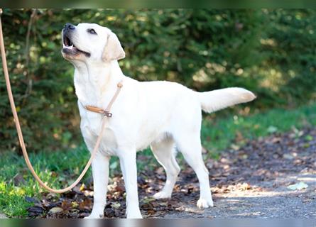 Reinrassige Labradorwelpen (Arbeitslinie)drei schwarze Mädels suchen ein schöne Zuhause