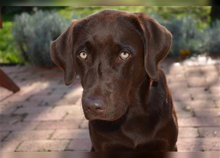 Reinrassige Labradorwelpen (Arbeitslinie)drei schwarze Mädels suchen ein schöne Zuhause