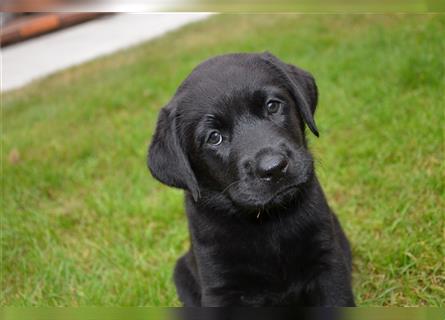 Reinrassige Labradorwelpen (Arbeitslinie)drei schwarze Mädels suchen ein schöne Zuhause