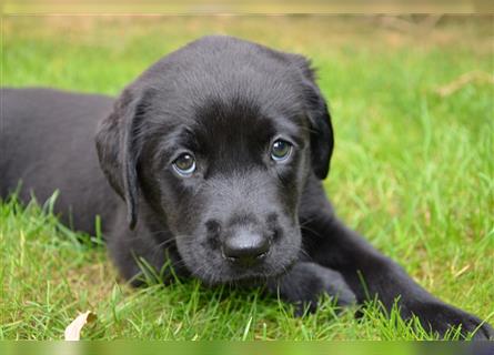 Reinrassige Labradorwelpen (Arbeitslinie)drei schwarze Mädels suchen ein schöne Zuhause