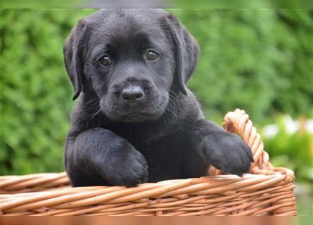 Reinrassige Labradorwelpen (Arbeitslinie)drei schwarze Mädels suchen ein schöne Zuhause