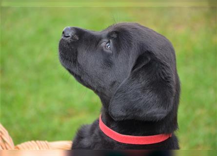 Reinrassige Labradorwelpen (Arbeitslinie)drei schwarze Mädels suchen ein schöne Zuhause