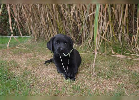 Reinrassige Labradorwelpen (Arbeitslinie)drei schwarze Mädels suchen ein schöne Zuhause