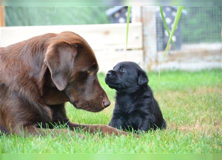 Reinrassige Labradorwelpen (Arbeitslinie)drei schwarze Mädels suchen ein schöne Zuhause