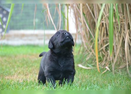 Reinrassige Labradorwelpen (Arbeitslinie)drei schwarze Mädels suchen ein schöne Zuhause