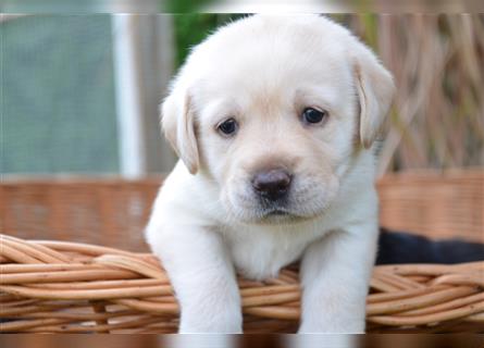 Reinrassige Labradorwelpen (Arbeitslinie)drei schwarze Mädels suchen ein schöne Zuhause