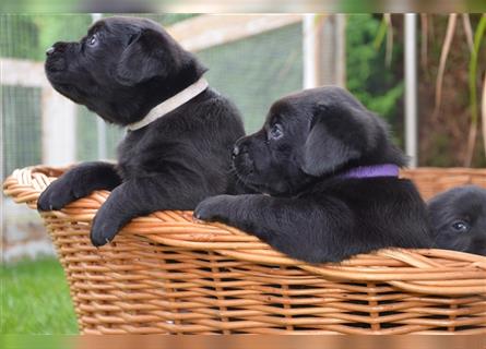 Reinrassige Labradorwelpen (Arbeitslinie)drei schwarze Mädels suchen ein schöne Zuhause