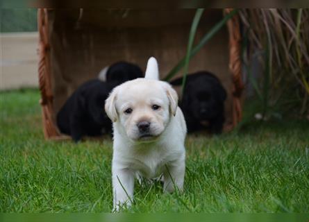 Reinrassige Labradorwelpen (Arbeitslinie)drei schwarze Mädels suchen ein schöne Zuhause