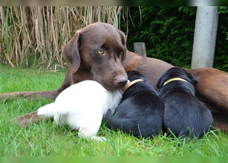 Reinrassige Labradorwelpen (Arbeitslinie)drei schwarze Mädels suchen ein schöne Zuhause