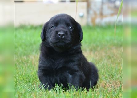 Reinrassige Labradorwelpen (Arbeitslinie)drei schwarze Mädels suchen ein schöne Zuhause