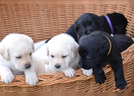 Reinrassige Labradorwelpen (Arbeitslinie)drei schwarze Mädels suchen ein schöne Zuhause