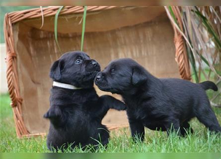 Reinrassige Labradorwelpen (Arbeitslinie)drei schwarze Mädels suchen ein schöne Zuhause