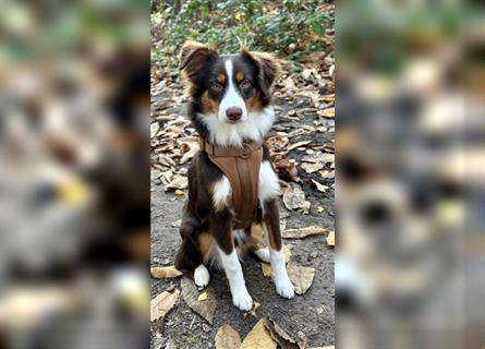 Liebevoller Miniature Australian Shepherd Rüde