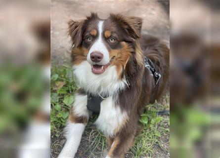 Liebevoller Miniature Australian Shepherd Rüde