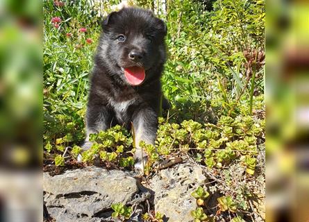 Eurasier A. Malamute Nord-Hybrid Welpen suchen ein liebevolles Zuhause