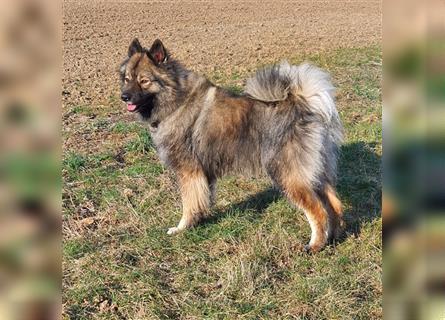 Eurasier A. Malamute Nord-Hybrid Welpen suchen ein liebevolles Zuhause