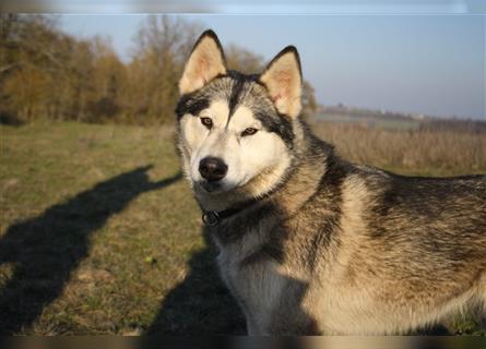 Eurasier - A. Malamute Nord-Hybrid Welpen suchen ein liebevolles Zuhause