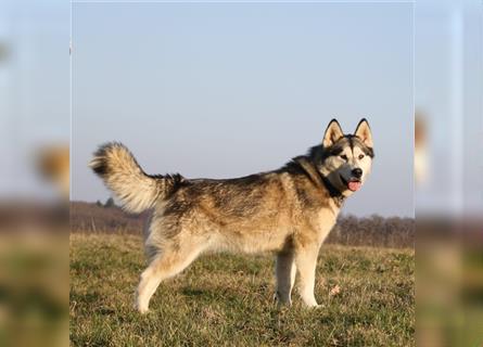 Eurasier A. Malamute Nord-Hybrid Welpen suchen ein liebevolles Zuhause