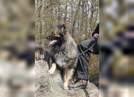 Eurasier A. Malamute Nord-Hybrid Welpen suchen ein liebevolles Zuhause