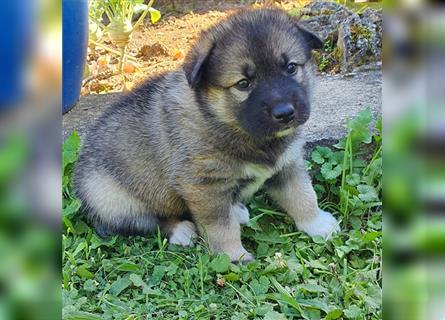 Eurasier A. Malamute Nord-Hybrid Welpen suchen ein liebevolles Zuhause