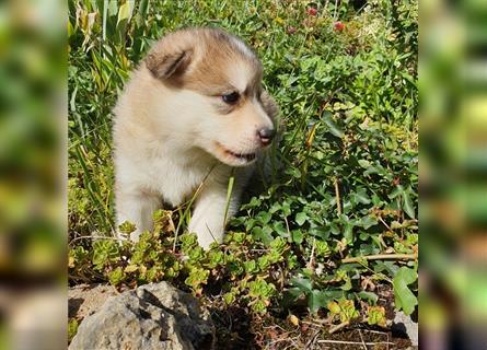 Eurasier A. Malamute Nord-Hybrid Welpen suchen ein liebevolles Zuhause