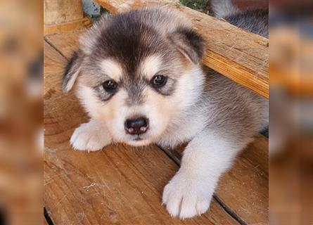 Eurasier A. Malamute Nord-Hybrid Welpen suchen ein liebevolles Zuhause