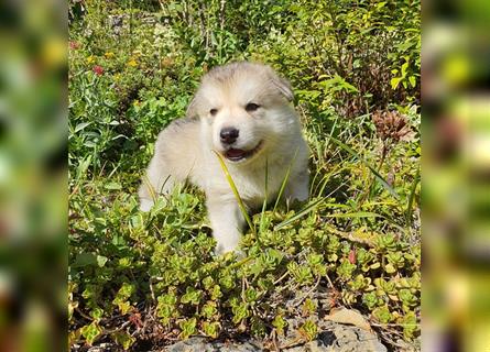 Eurasier A. Malamute Nord-Hybrid Welpen suchen ein liebevolles Zuhause