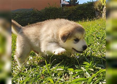 Eurasier - A. Malamute Nord-Hybrid Welpen suchen ein liebevolles Zuhause