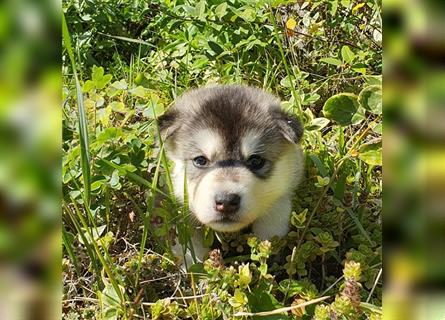 Eurasier - A. Malamute Nord-Hybrid Welpen suchen ein liebevolles Zuhause