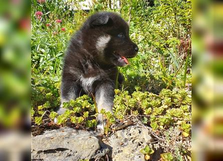 Eurasier A. Malamute Nord-Hybrid Welpen suchen ein liebevolles Zuhause