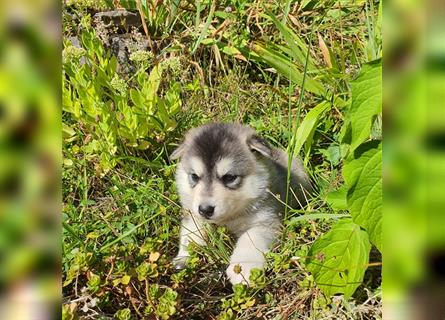 Eurasier A. Malamute Nord-Hybrid Welpen suchen ein liebevolles Zuhause