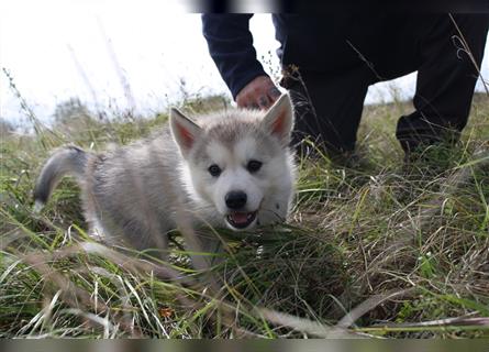 Nord - Hybrid Welpe ( A. Malamute - Eurasier ) Rüde, Name: Asgard