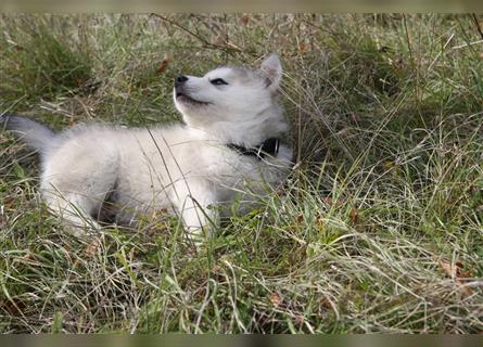 Nord - Hybrid Welpe (Eurasier - A. Malamute) Rüde, Name: Asgard