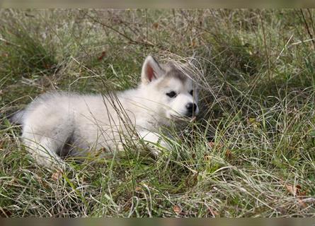 Nord - Hybrid Welpe (Eurasier - A. Malamute) Rüde, Name: Asgard