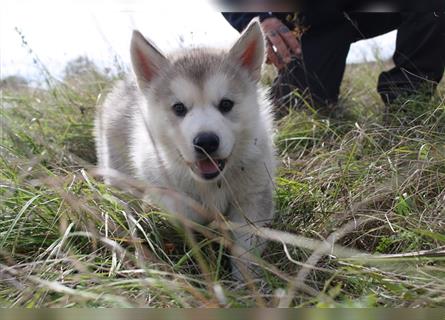 Nord - Hybrid Welpe ( A. Malamute - Eurasier ) Rüde, Name: Asgard