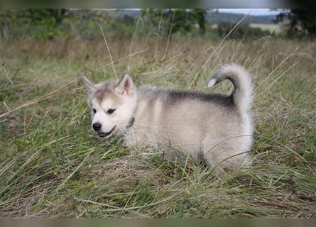 Nord - Hybrid Welpe (Eurasier - A. Malamute) Rüde, Name: Asgard