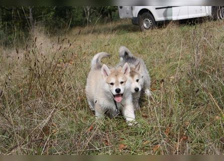 Nord - Hybrid Welpe ( A. Malamute - Eurasier ) Rüde, Name: Alik