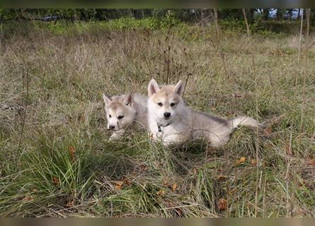 Nord - Hybrid Welpe ( A. Malamute - Eurasier ) Rüde, Name: Alik