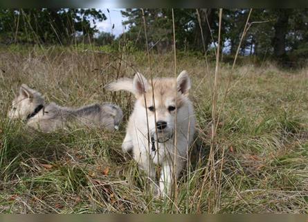 Nord - Hybrid Welpe ( A. Malamute - Eurasier ) Rüde, Name: Alik