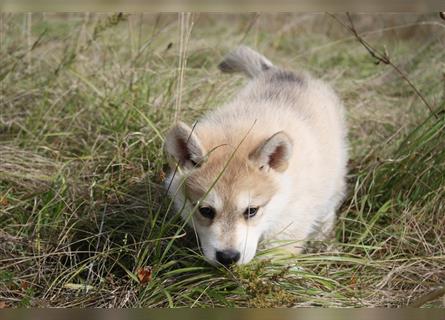 Nord - Hybrid Welpe ( A. Malamute - Eurasier ) Rüde, Name: Alik