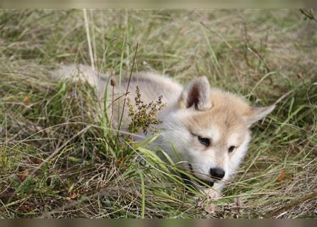 Nord - Hybrid Welpe ( A. Malamute - Eurasier ) Rüde, Name: Alik