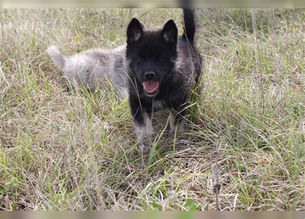 Nord - Hybrid Welpe (Eurasier - A. Malamute) Hündin, Name: Akota