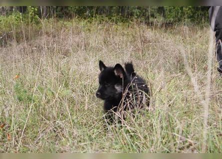 Nord - Hybrid Welpe (Eurasier - A. Malamute) Hündin, Name: Akota