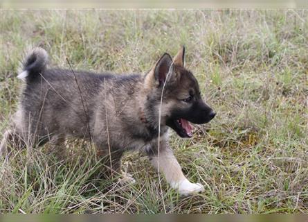 Eurasier - A. Malamute Hybrid-Welpe: Hündin, Name: Ajuma